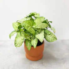 Load image into Gallery viewer, Potted House Plant (Assorted)