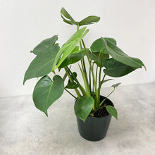 Load image into Gallery viewer, Potted House Plant (Assorted)