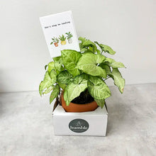 Load image into Gallery viewer, Potted House Plant (Assorted)