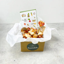 Load image into Gallery viewer, Tulip Bulbs - Gift Box