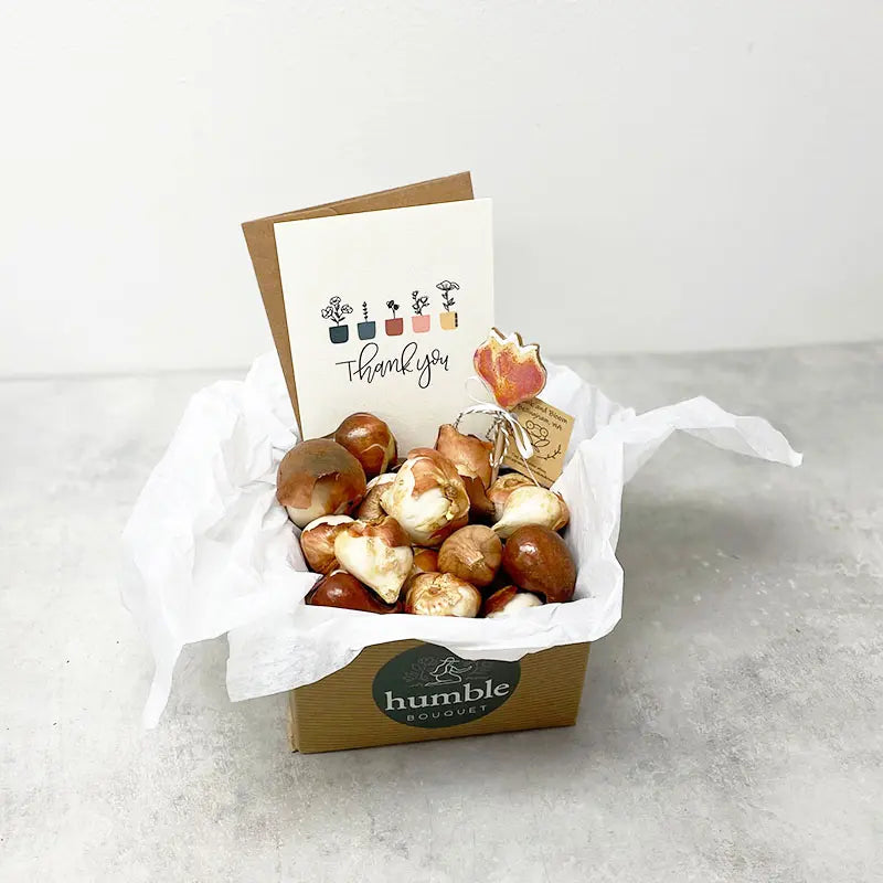 Tulip Bulbs - Gift Box