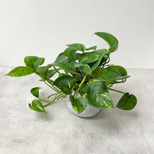 Load image into Gallery viewer, Potted House Plant (Assorted)