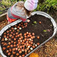 Load image into Gallery viewer, Tulip Bulbs - Gift Box