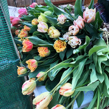 Load image into Gallery viewer, Tulip Bulbs - Gift Box