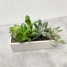 Load image into Gallery viewer, Succulent Window Garden