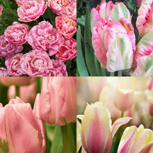 Load image into Gallery viewer, Tulip Bulbs - Gift Box