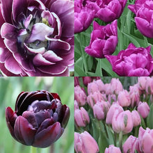 Load image into Gallery viewer, Tulip Bulbs - Gift Box